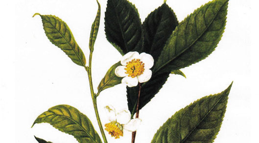 Camellia sinensis